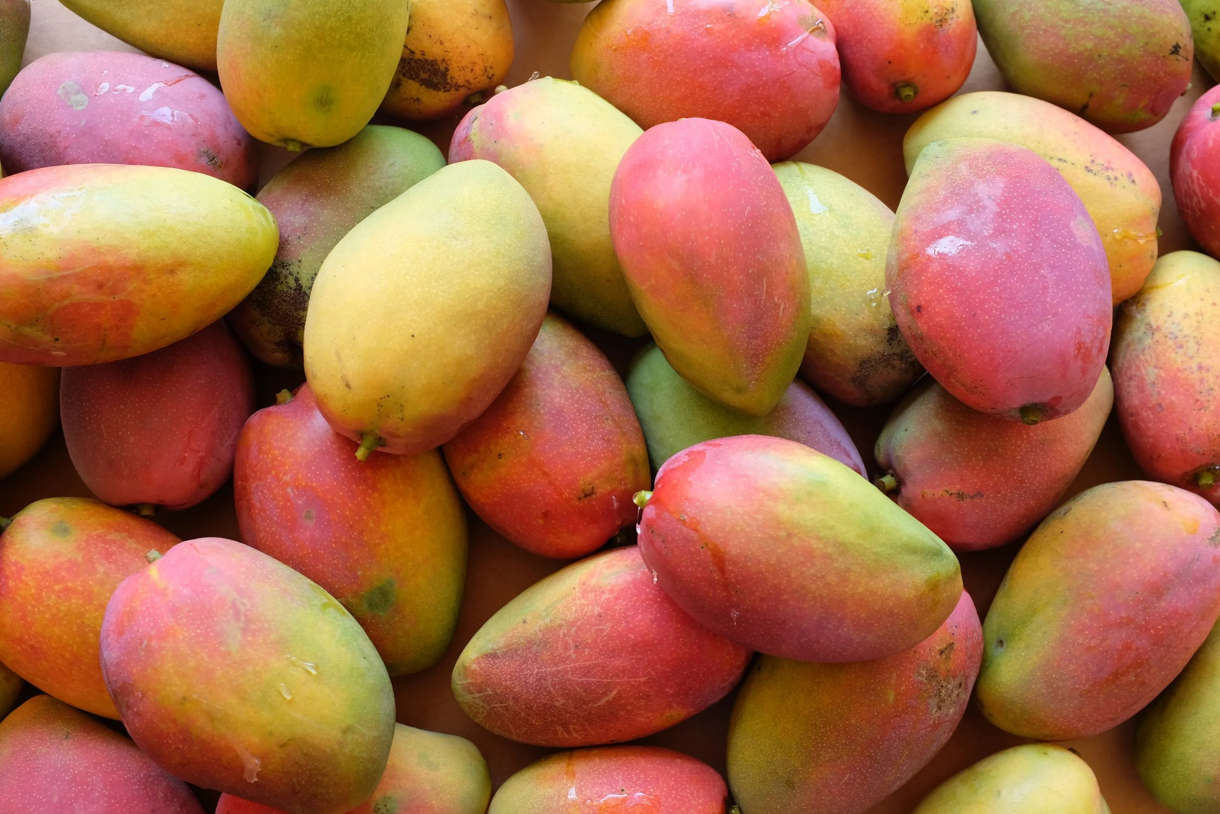 Mangos — The Mango Place